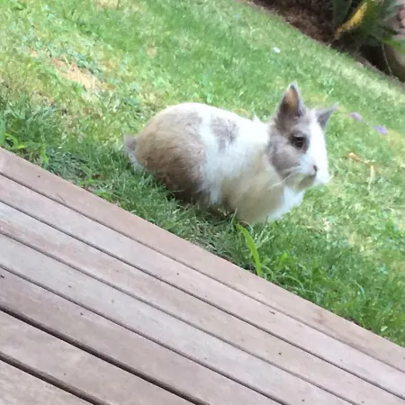 La Tana Dei Dalmatini アパート