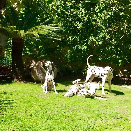 La Tana Dei Dalmatini